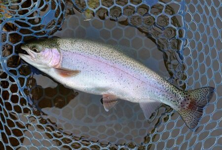 元気いっぱいの魚たち ～岡崎トラウトポンド…